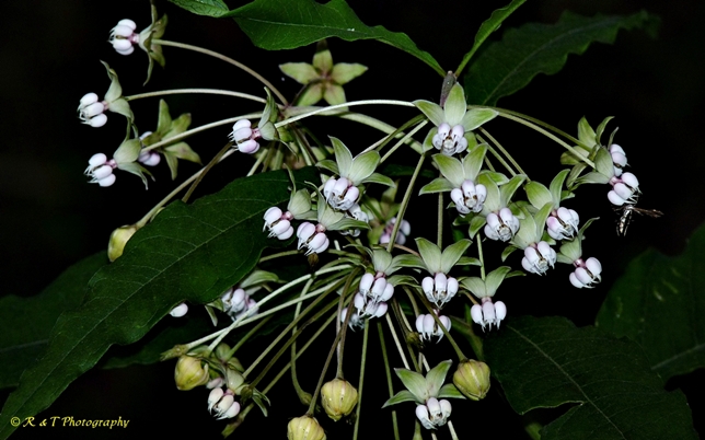 {Asclepias exaltata}